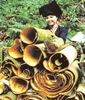 vietnam split cinnamon cassia
