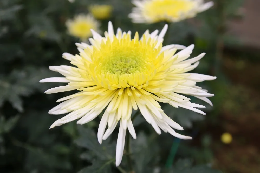 Chrysanthemum Wholesale Fresh Cut Flower Cheap Buy Fresh Cut Flower