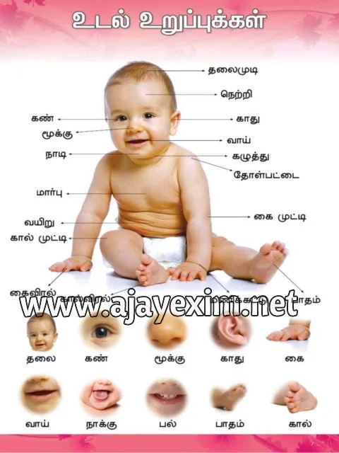 Parts Of The Body In Tamil Educational Poster Buy Organs In The Human