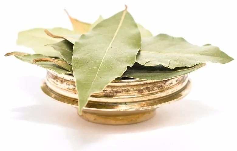 best quality new crop bay leaf