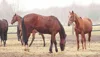 Equine Feed Supplement to improve Health of Horse