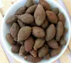 Sterculia Lychnophora- Monkey seeds- Malva Nuts- Niranjan Phal