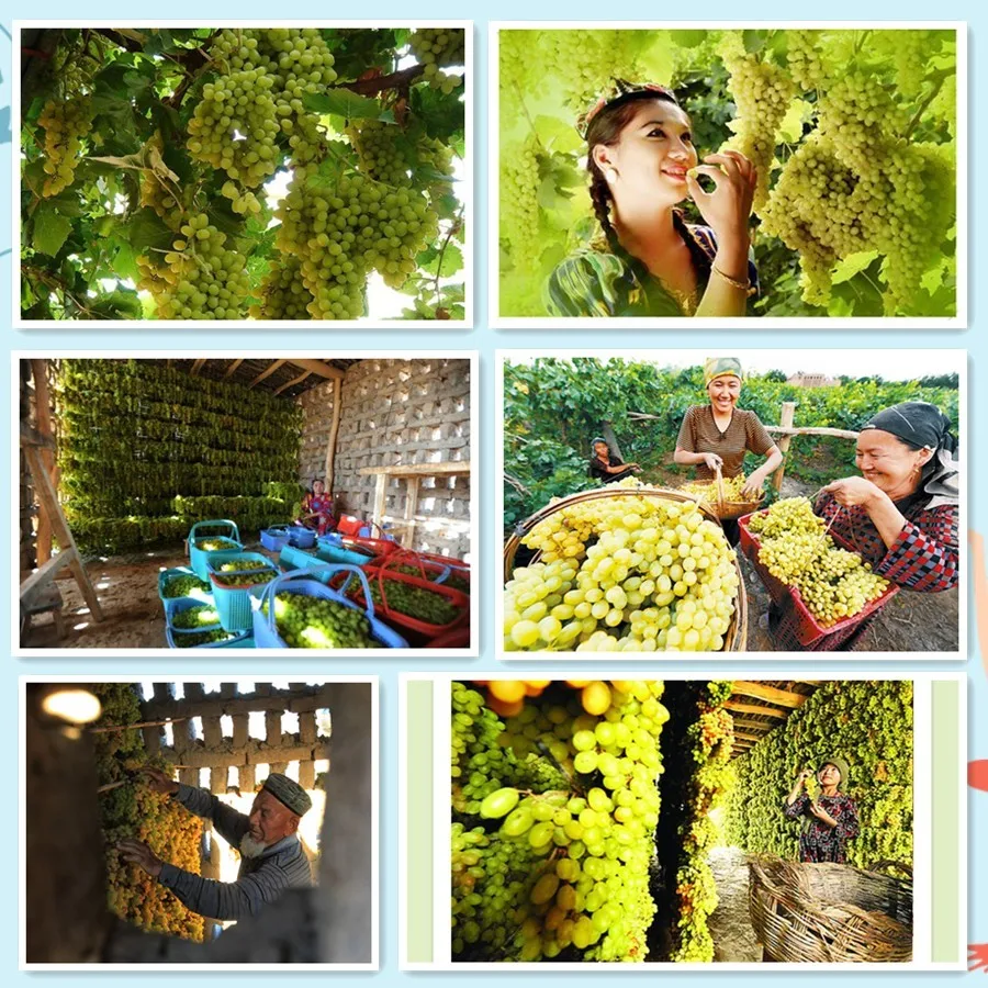 DT-SD-011seeded raisin/dried fruit company/chinese dried food