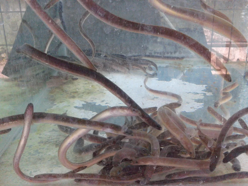 Live Glass Eel/live Baby Eel (anguilla) Buy Live Eels Sale Product on