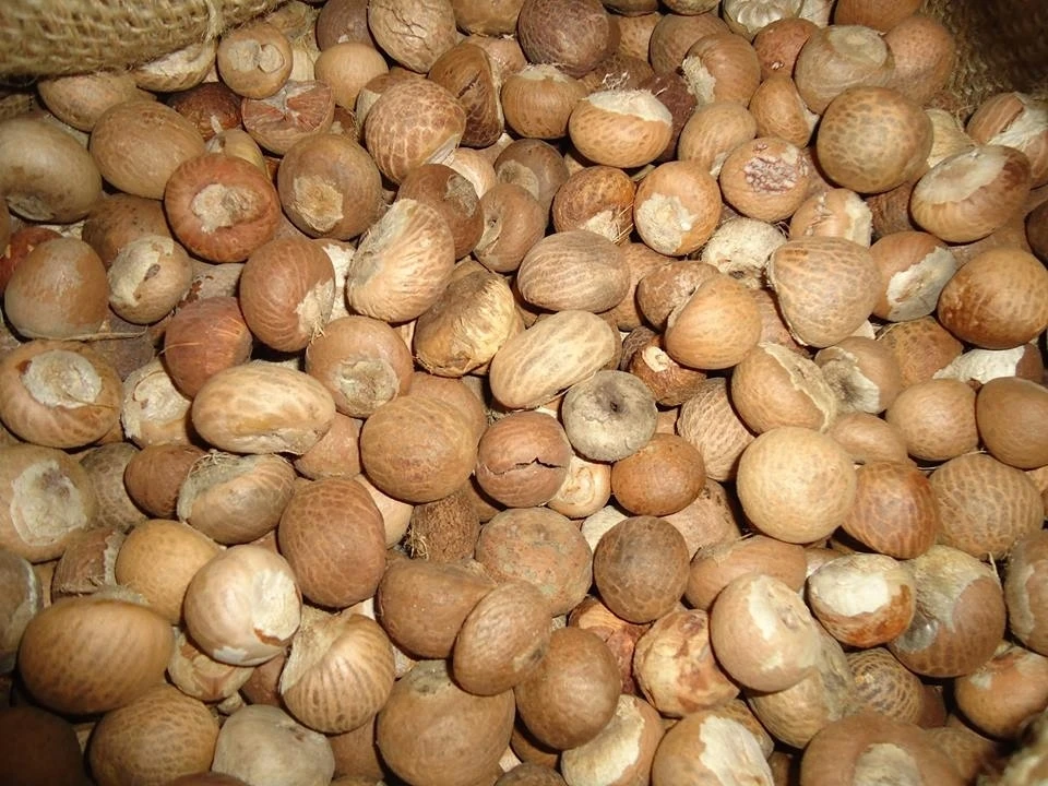 dried betel nut with high quality/ areca nut