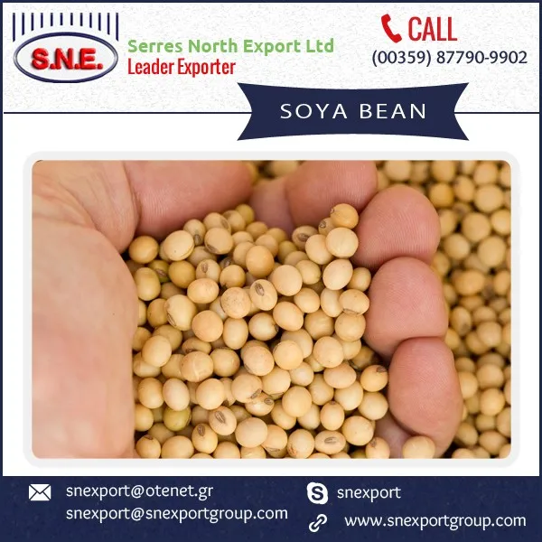 Premium Quality Export Grade Fresh Soybeans Available At Popular Rate