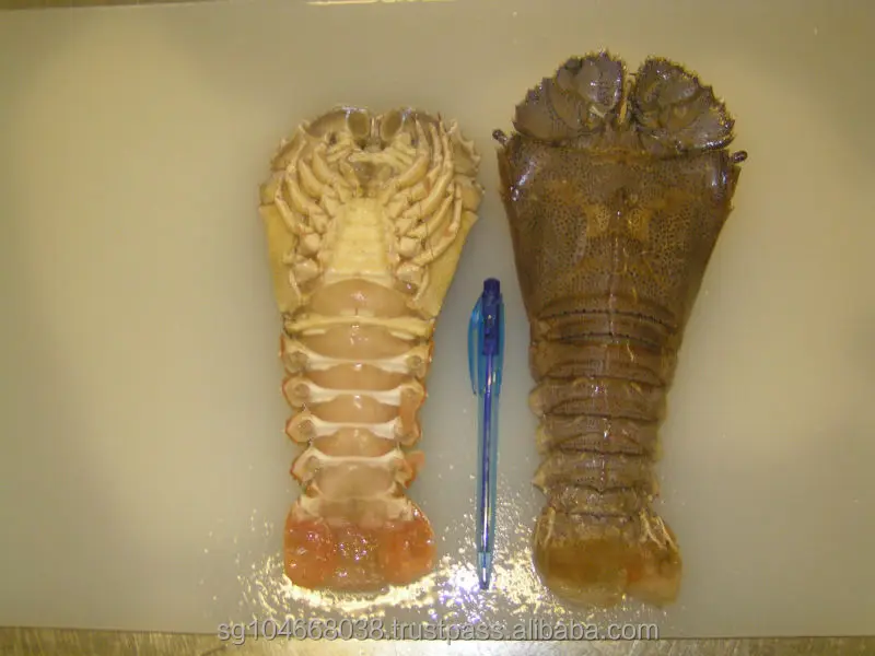 Frozen Slipper Lobster Whole Buy Slipper Lobster Whole,Frozen Slipper