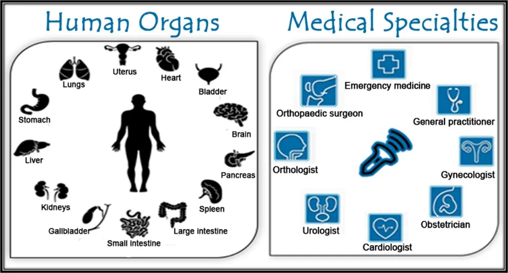 Medical Spec_Human organs-2