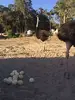 Fertile Ostrich freash eggs chicks feathers and shells