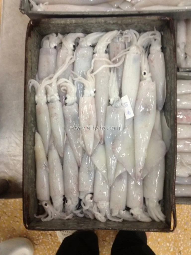 Frozen Squid With The Best Price & High Quality - Buy Frozen Squid Tube
