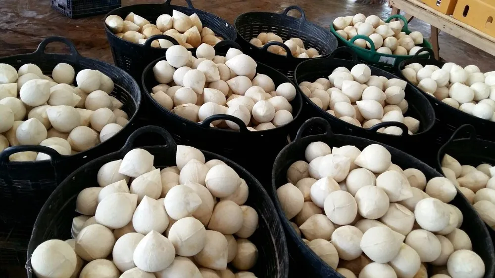 Whole Fresh Young Coconut For Sale With Good Price From Thailand Buy