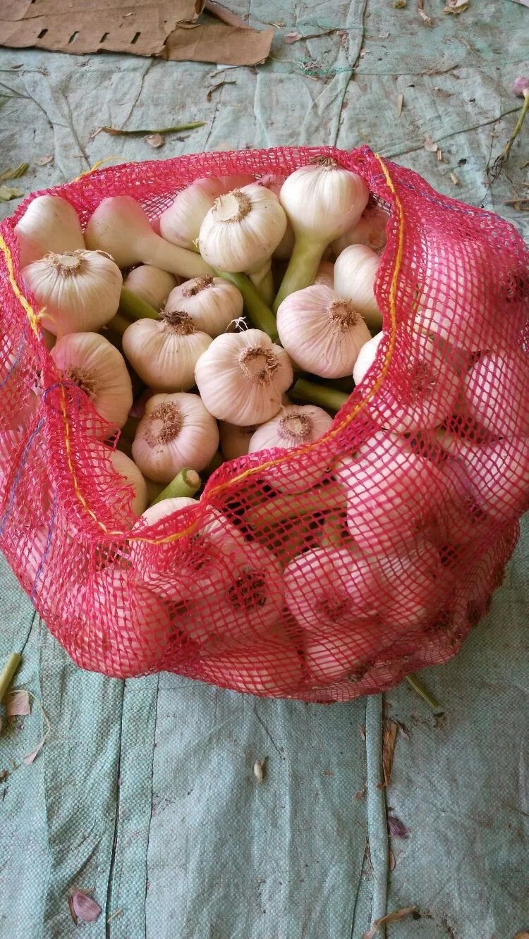 Garlic Type and Fresh Style fresh white garlic