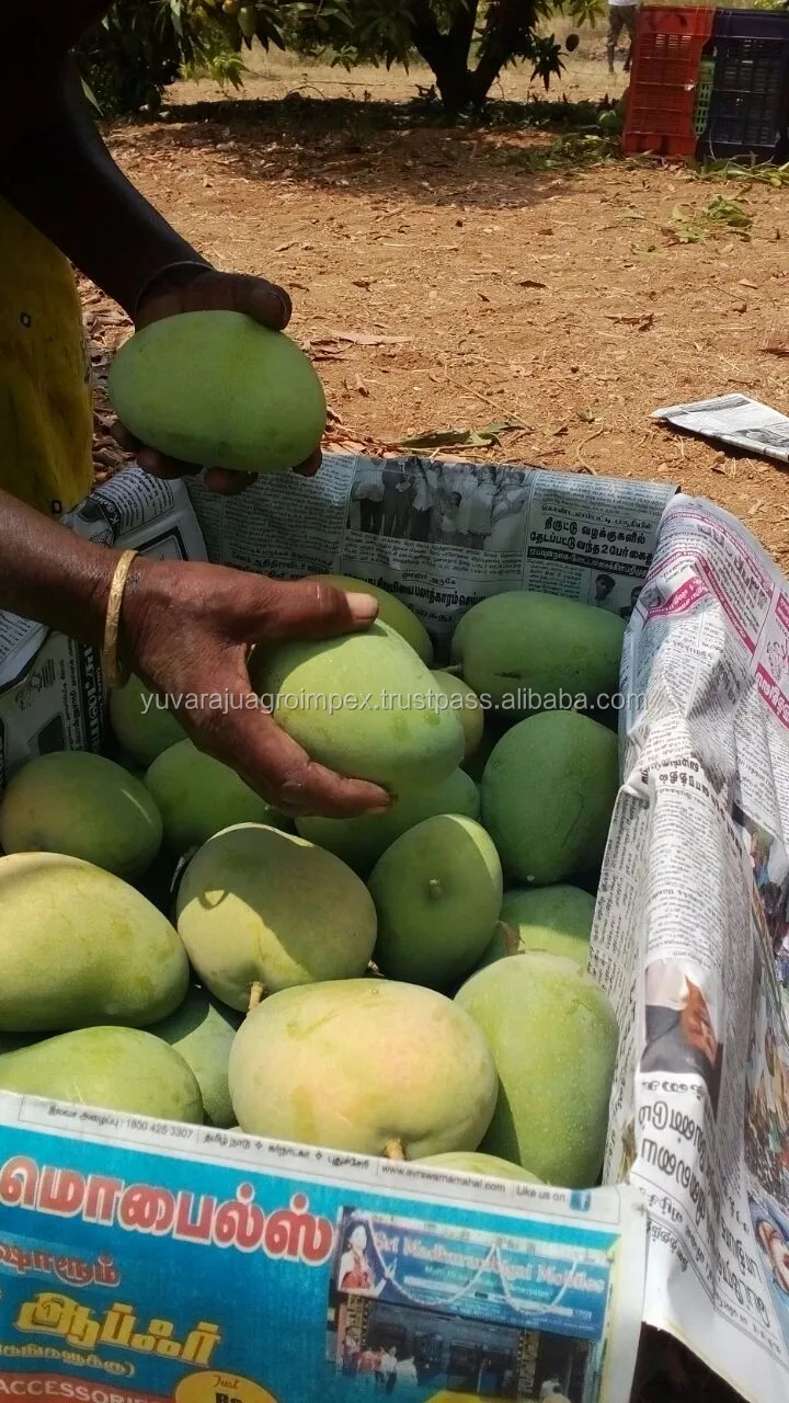 Fresh Banganapalli Mango Price Buy Sod Banganapalli Muang Nai