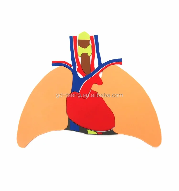 Gd Plastic Tpe Organ Body Puzzle;plastic Human Body Parts/biological