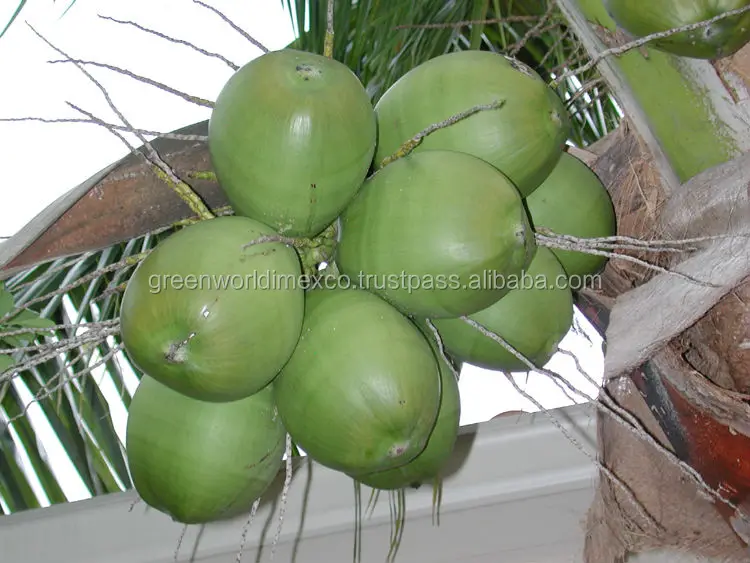 GreenCoconuts.jpg