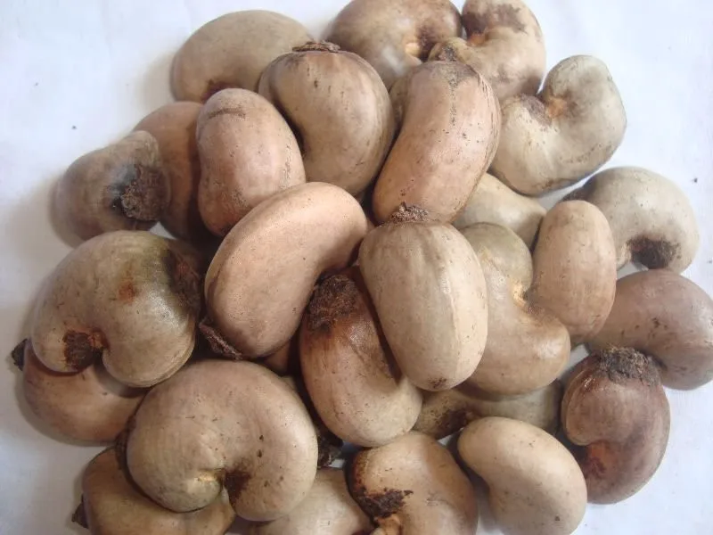 Importing Raw Cashew Nuts Africa Buy Raw Cashew Nut Price In Ghana