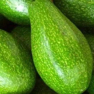 Fresh Avocado - Original Vietnam