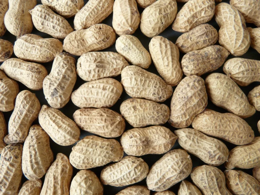 Premium Raw Dried Groundnut Peanuts 25 KG