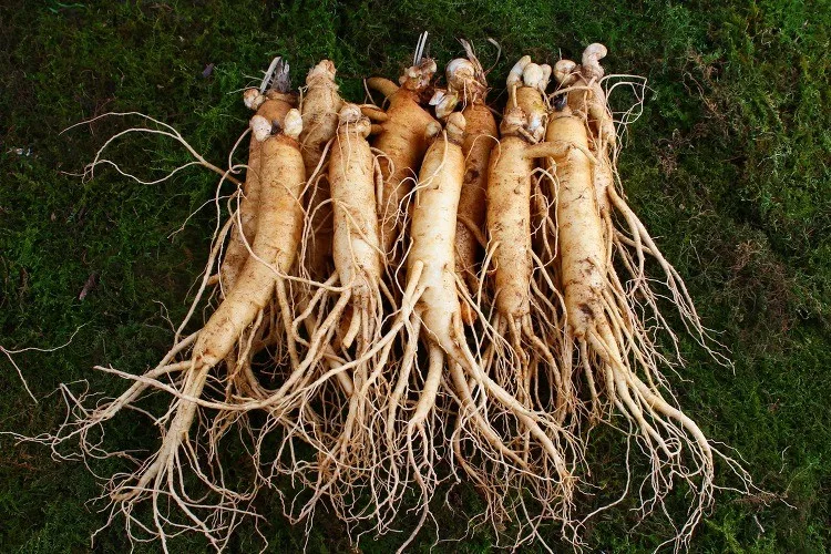 6 Years Korean Red Ginseng Capsule Buy Korean Red Ginseng Extract