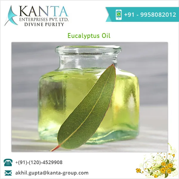 Wholesale Australian Eucalyptus Oil Bulk Eucalyptus Essential Oil Buy