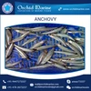 Most Selling Frozen Fish Anchovy in Bulk Packing