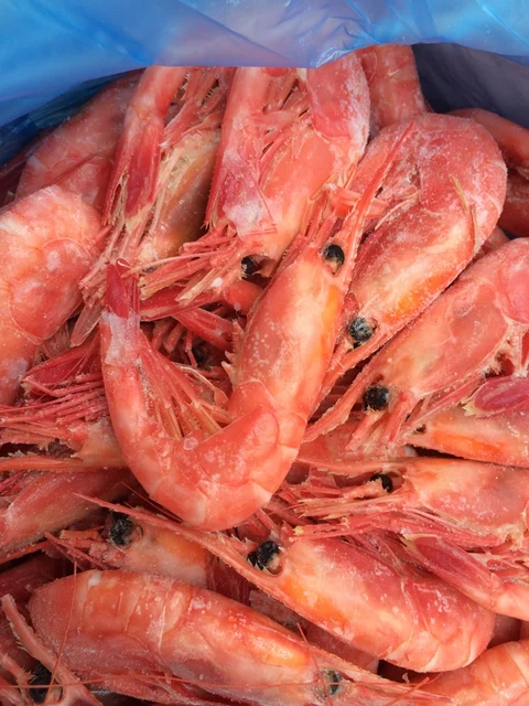 Whole Sale Cold Water Shrimps Cooked Fresh And Frozen Cold Water Shrimps Buy Live Shrimp For Sale Frozen Shrimp For Sale Product On Alibaba Com