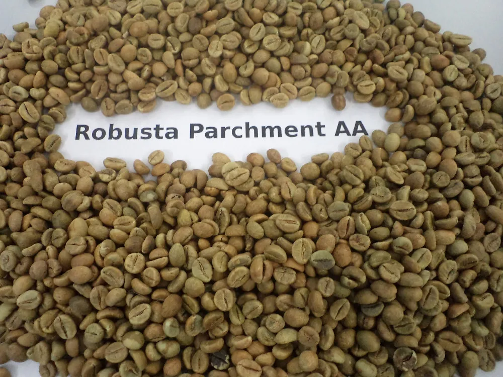 Indian Robusta Coffee Bean For Sale Buy Indian Robusta Coffee Bean