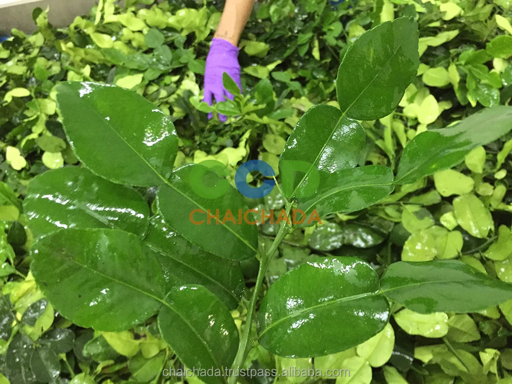 
Dried Kaffir Lime Leaves 