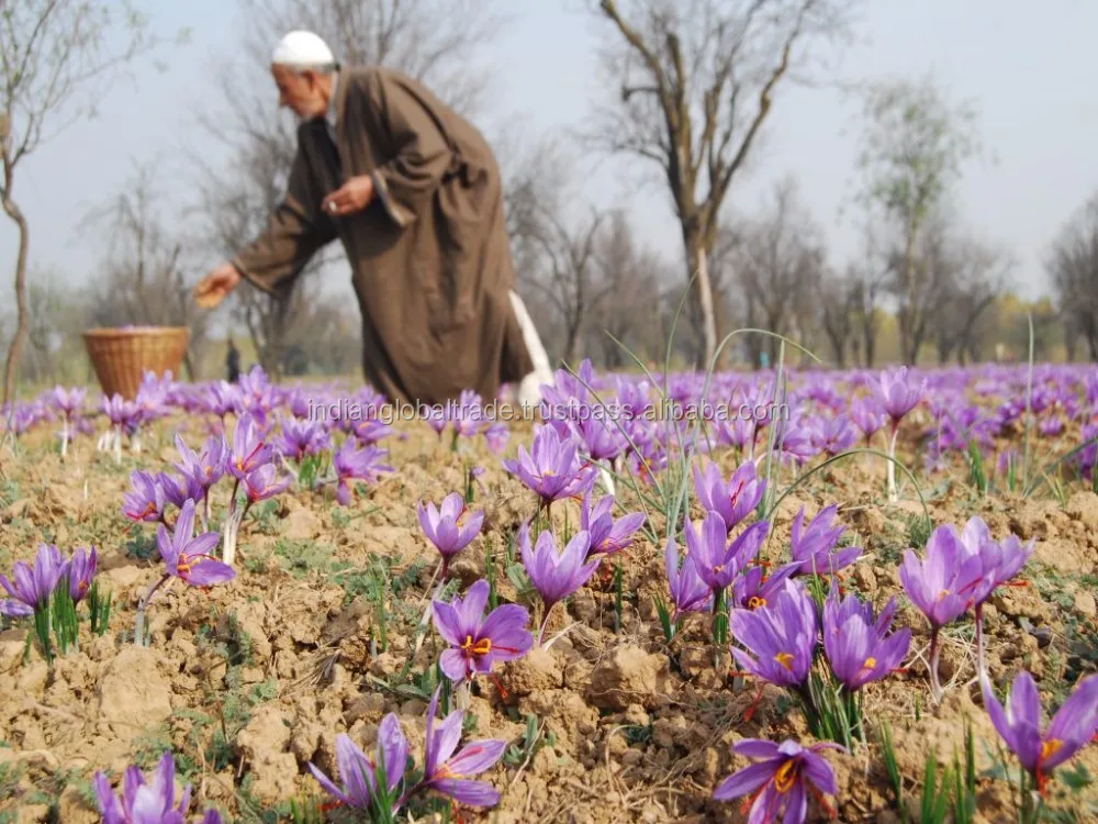  inquiry for Saffron 