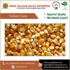 100% Fresh Indian Yellow Corn Price from Biggest Yellow Corn Supplier
