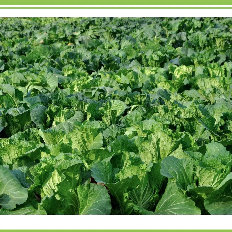 Bio nitrogen fertilizer