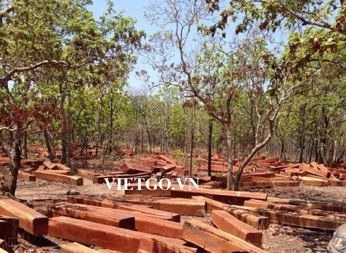 High quality of pyinkado made from natural forest wood