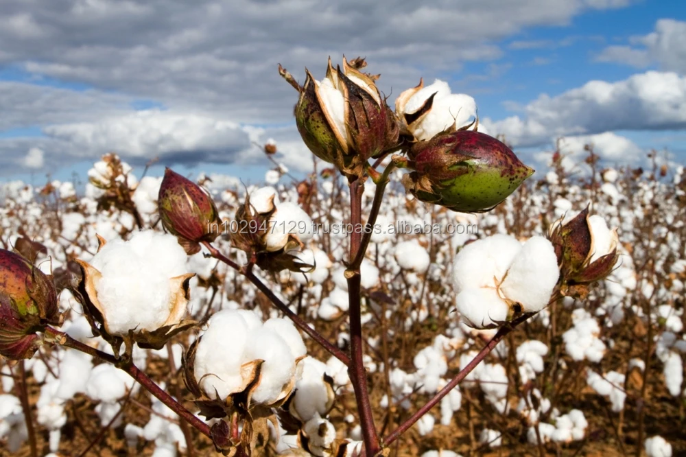 Bioenzymes As Plant Growth Regulator For Cotton Plant Against Wilt