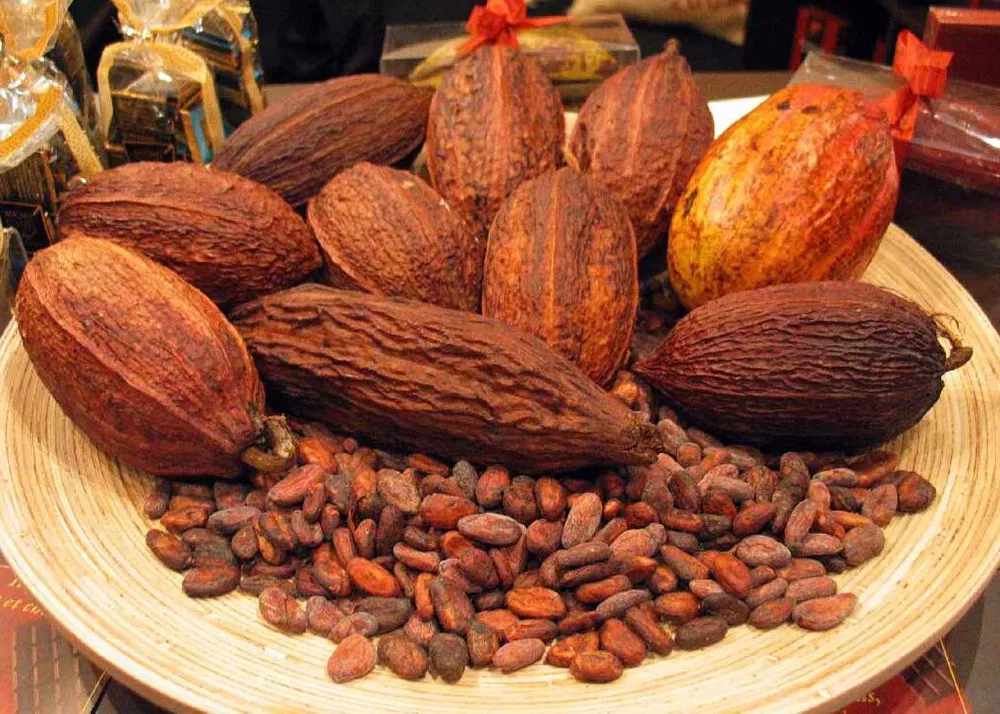 Cocoa Beans Cocoa Beans