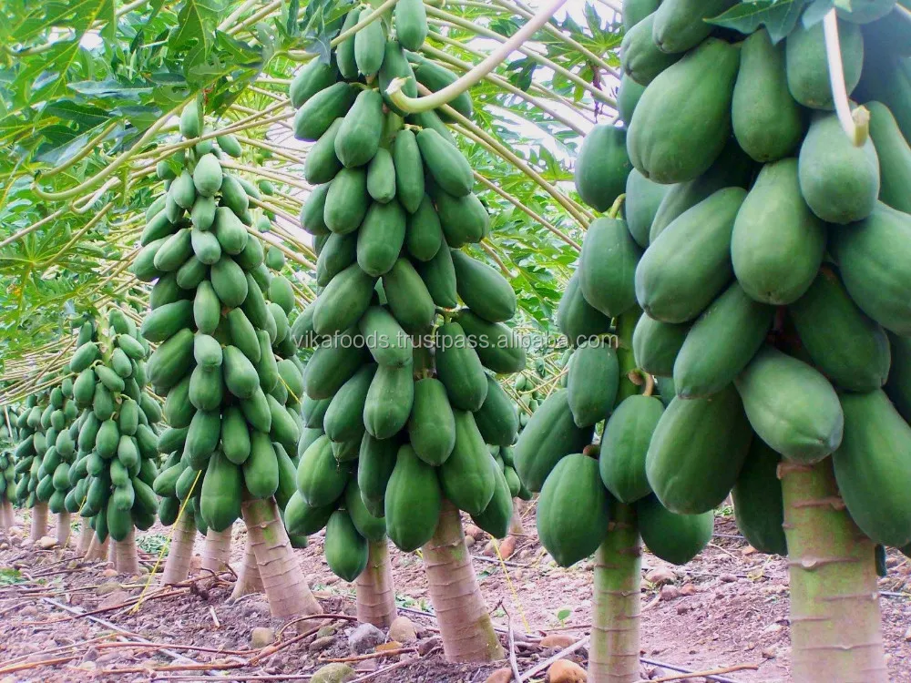 Fresh Papaya At Reasonable Price From Viet Nam Buy Fresh Papaya