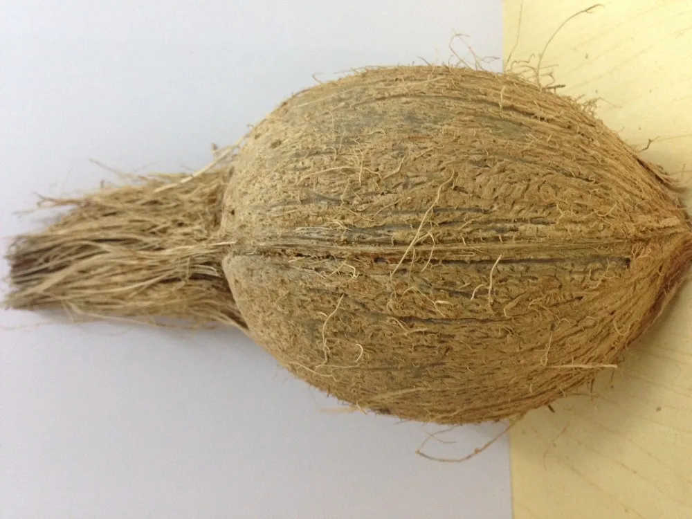 Fresh Coconut Price For Uae Market Buy Semi Husked Coconut,Mature