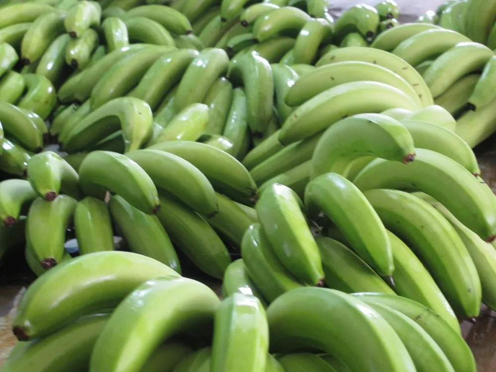 it is such an honor to be introduce about our fresh green banana