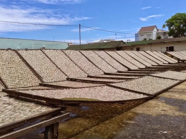 Ca chi vang phoi nang.jpg