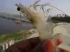 Probiotics to reduce White Gut Problems in Shrimps