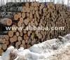 Birch logs from Baltic