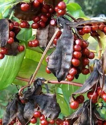 Colchicine extraction