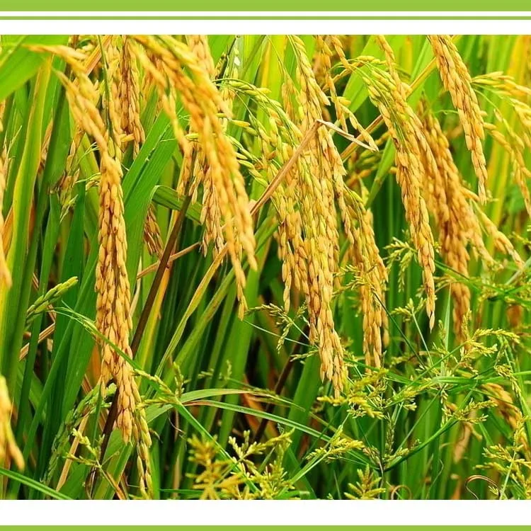 fertilizer for rice