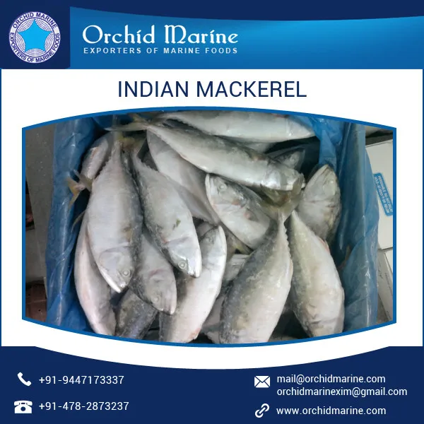 Mackerel перевод. Поставщик замороженной рыбы.