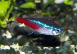 Neon Kardinal Tetra Paraceirodon Hidup Hias Ikan Tropis Untuk