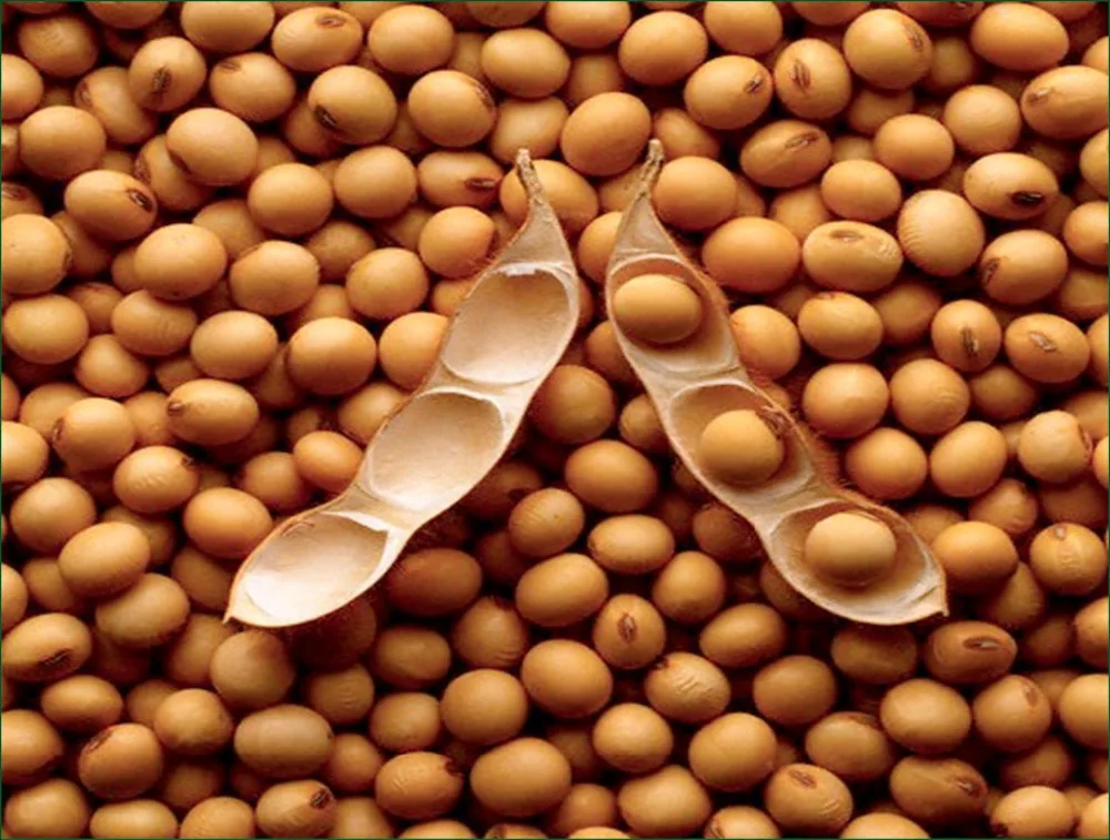 Cheap Price Soybean From Vietnam Buy Soybean,Cheap Soybeans For Sale