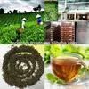 Factory Price Alibaba Suppliers BPS Black Tea & Green tea Types