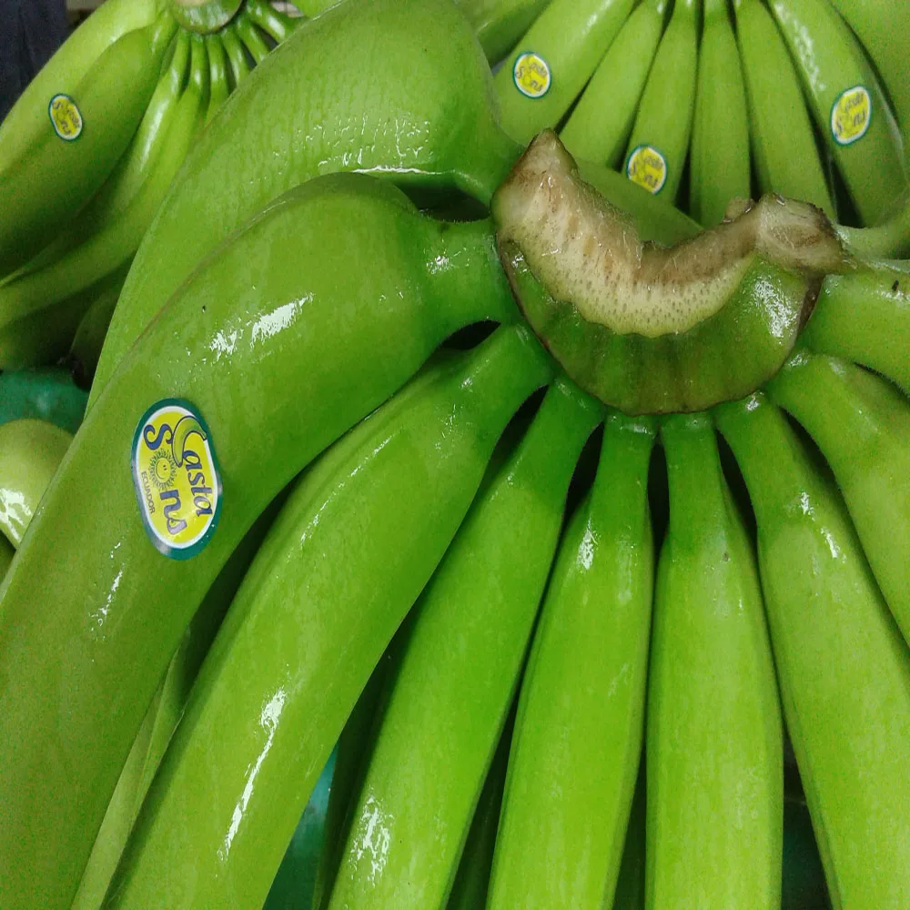Fresh Cavendish Bananas Of Ecuador Buy Fresh Green Cavendish Bananas