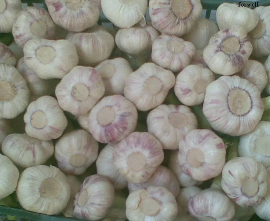 Newest crop best price high quality fresh normal white garlic fromegypt