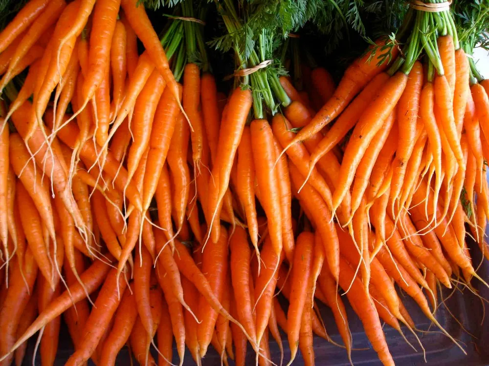 2017 New Crop Fresh Indian Carrots In Wholesale Price Buy First