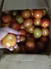 Fresh Tomato Cameron Highlands Malaysia Tomatoes